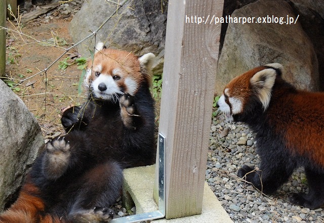 ２０１５年１２月　とくしま動物園　その３_a0052986_06899.jpg