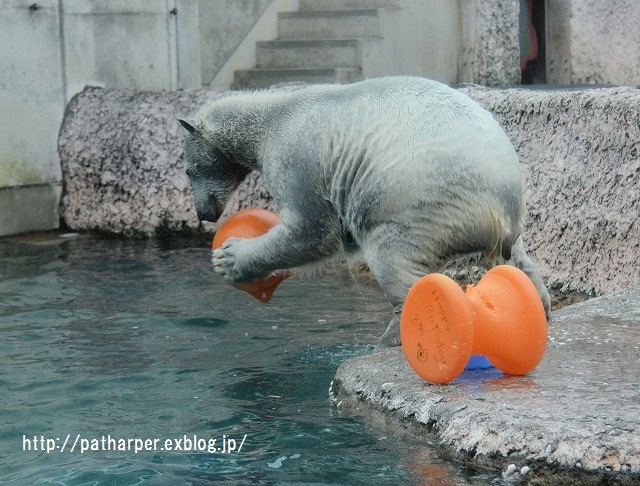 ２０１５年１２月　とくしま動物園　その３_a0052986_7215837.jpg