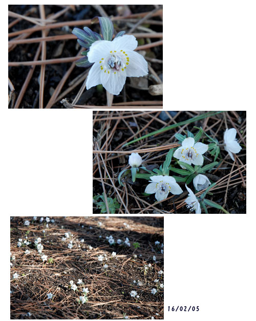 昭和記念公園へ_c0051105_1135035.jpg