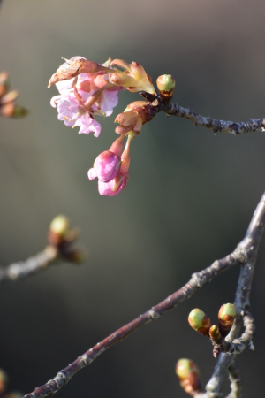 3016年1月下旬から２月上旬　近所の河津桜_c0353632_13263005.jpg