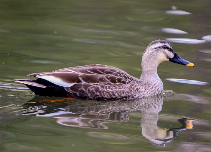 新兵器、SIGMA 150-600mm F5-6.3 DG OS HSM Sportsにて_b0242140_20292584.jpg