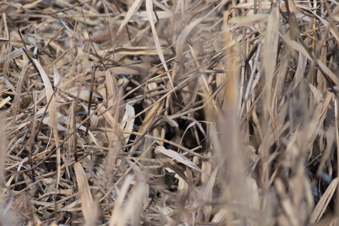 高根沢 鬼怒グリーンパーク ~野鳥LOVEが止まらなくて~_e0227942_20305634.jpg