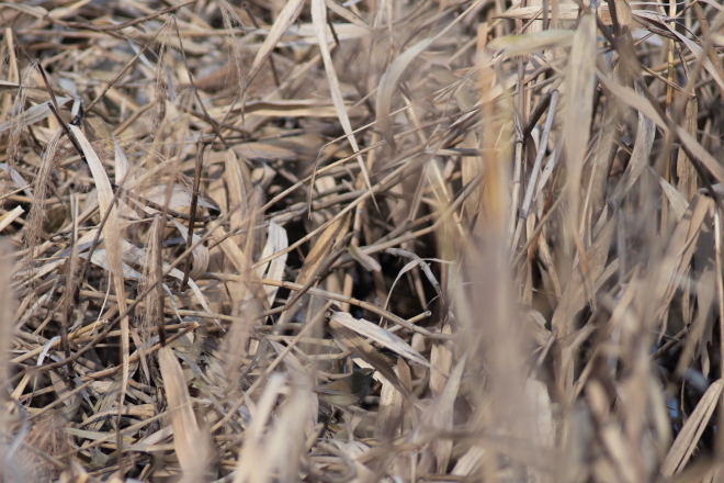 高根沢　鬼怒グリーンパーク　～野鳥LOVEが止まらなくて～_e0227942_20305634.jpg