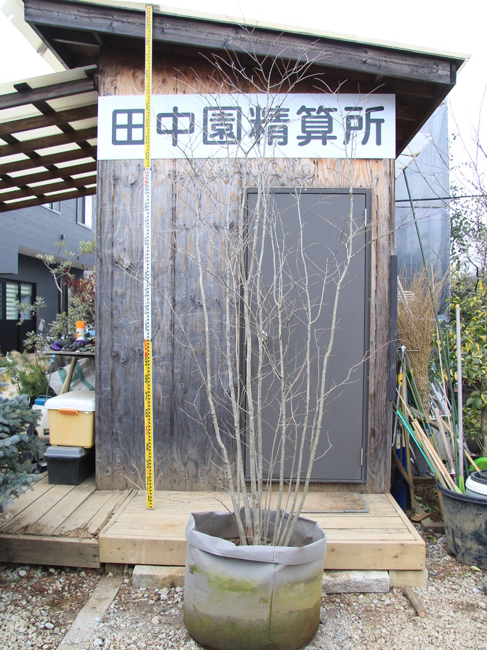 山採り アオダモ 株立ち 4本立ち（アオダモ 4本立ち 山採り
