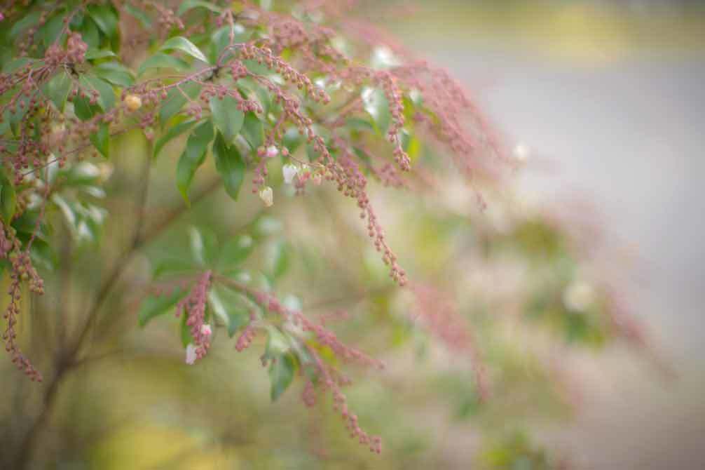 紅白の梅（旧細川刑部邸）_d0238245_00250740.jpg