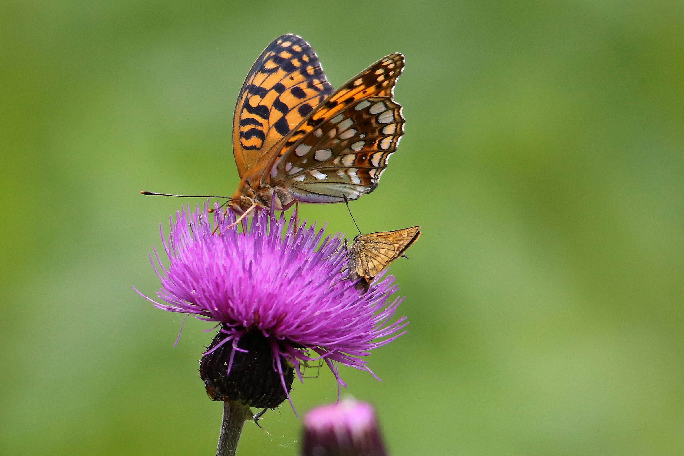 アザミ 蝶が好む花 11 15 Butterfly Dragonfly