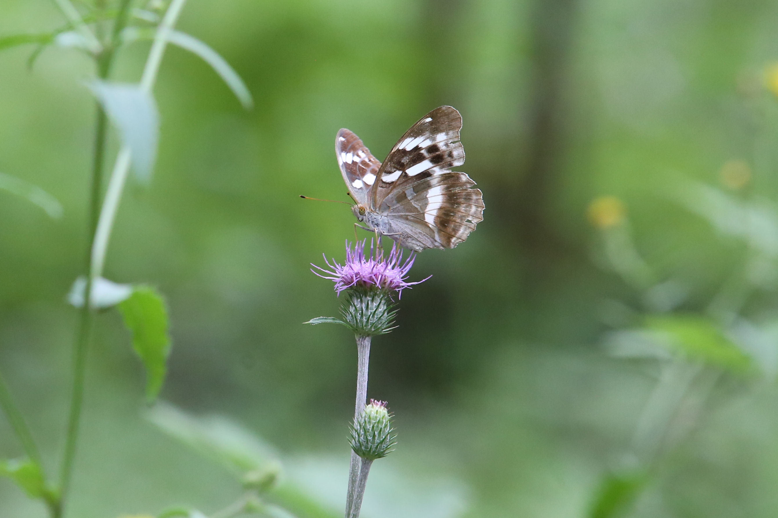 アザミ：蝶が好む花（2011-2015） : Butterfly & Dragonfly