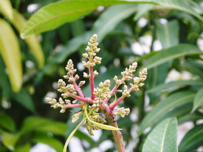 完熟アップルマンゴー 弱ってる果樹ほど開花が早いんです!台風の影響と温度管理_a0254656_17314466.jpg
