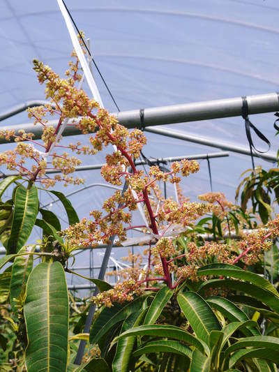 完熟アップルマンゴー 弱ってる果樹ほど開花が早いんです!台風の影響と温度管理_a0254656_17421794.jpg