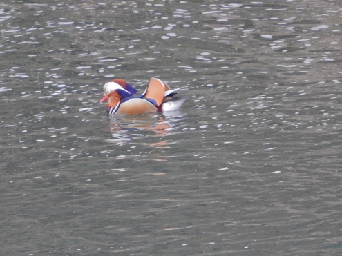 河原の探鳥会_c0260460_20061964.jpg