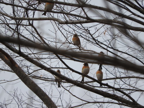 河原の探鳥会_c0260460_20070022.jpg