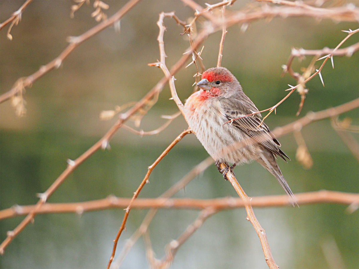マッシーの四季折々