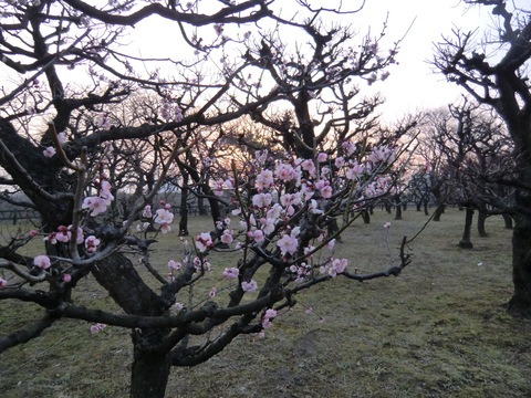 大阪城梅林情報①　梅花と日の出（朝焼け）_b0176192_10594733.jpg