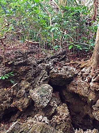 神武の来た道 ⑮ お燈まつりと八咫烏_a0300530_14102525.jpg