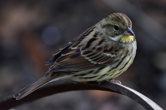 アオジ（青鵐）/Black-faced bunting_b0309841_22301952.jpg