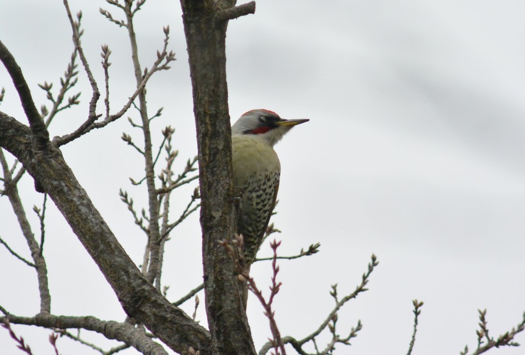 鳴いてくれれば！_c0349842_15165752.jpg