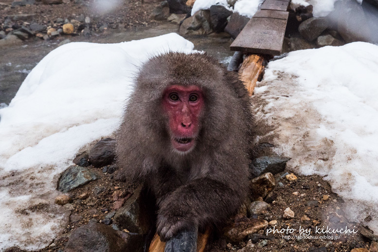 Snow Monkey（7）_c0186045_19422955.jpg