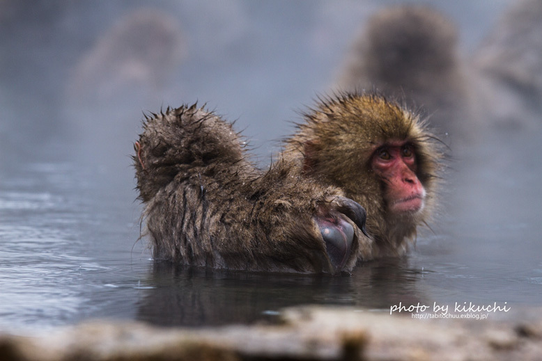 Snow Monkey（5）_c0186045_19424833.jpg