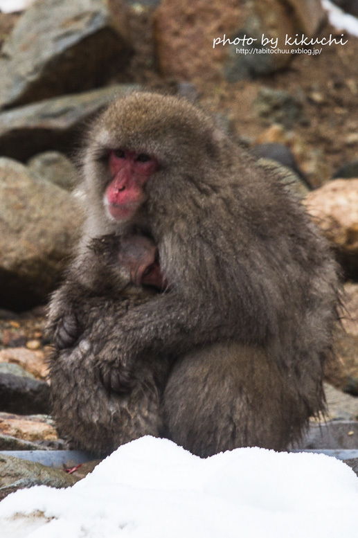 Snow Monkey（7）_c0186045_20193435.jpg