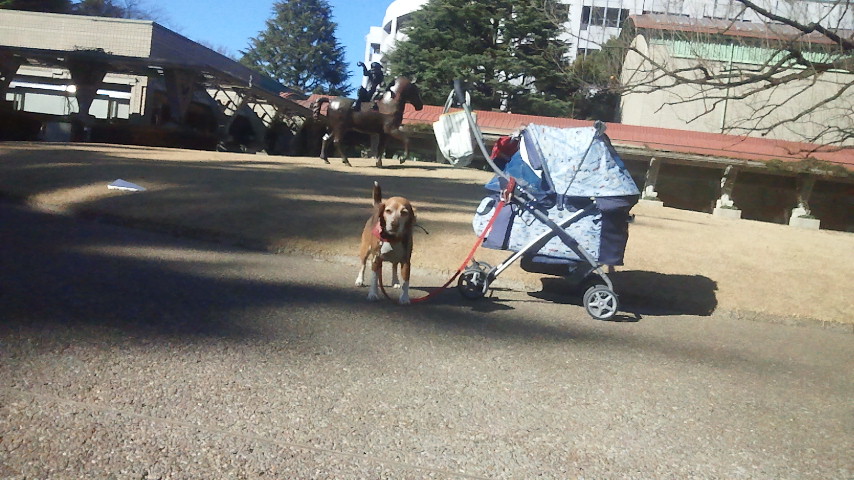 世田谷美術館にて…やっぱり犬は入場は無理らしい…_f0046250_13512550.jpg