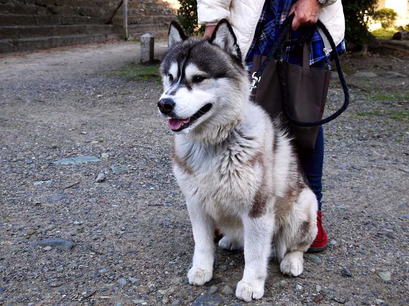 　　和歌山城にて_b0093754_224058.jpg