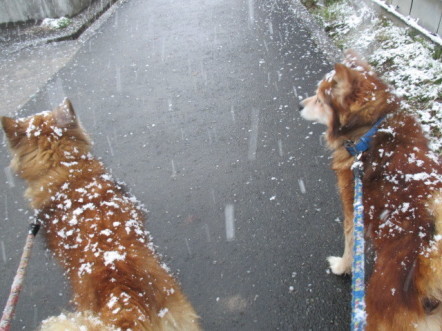 あら！雪が_b0300759_08455496.jpg