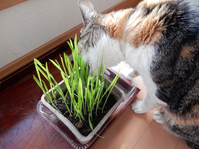 ’16,2,7(日)春近し、お雛様を飾ったYO!_f0060461_10121278.jpg
