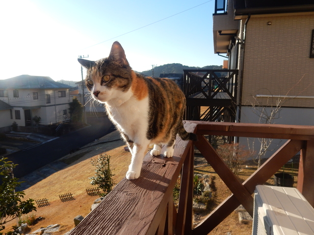 ’16,2,7(日)春近し、お雛様を飾ったYO!_f0060461_10145632.jpg