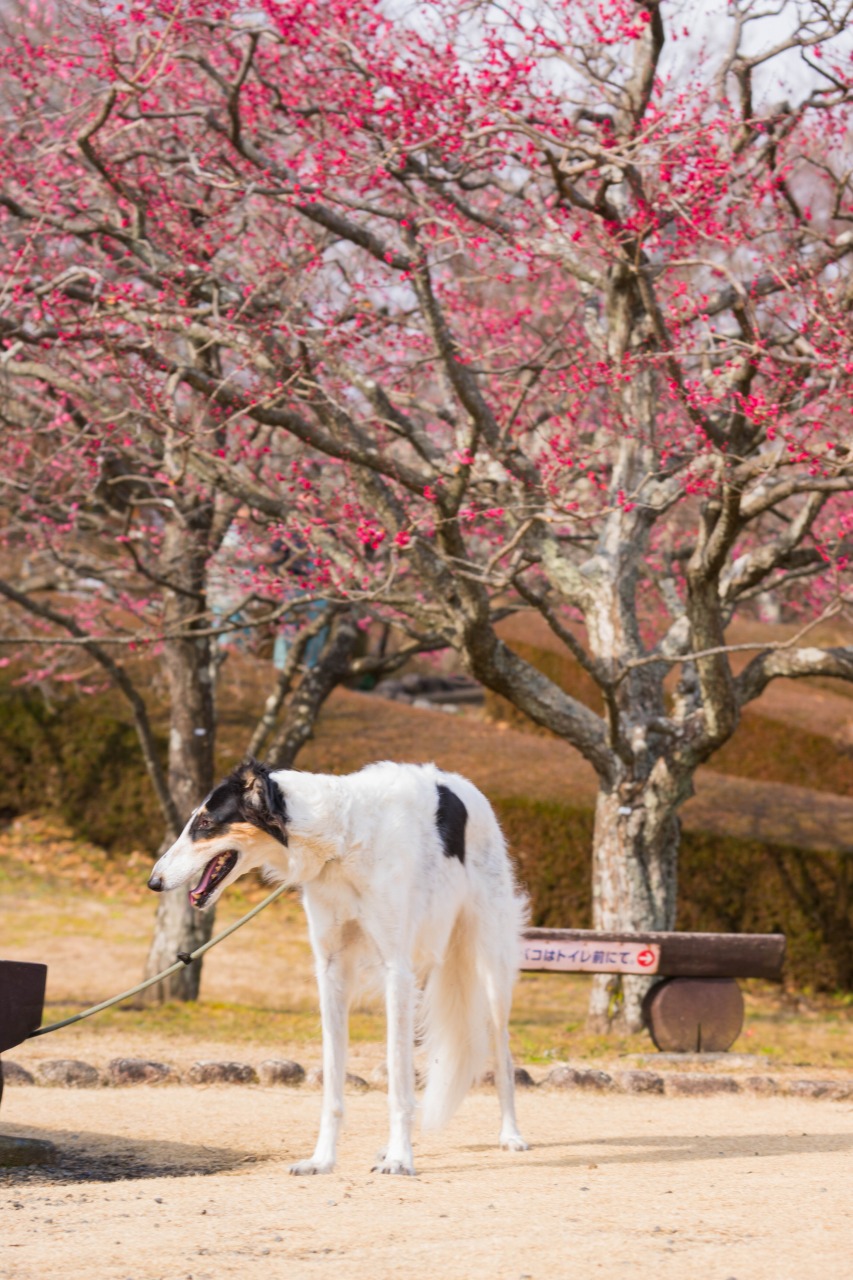 目指せー10Ｋｇ　その２_c0260264_1350033.jpg