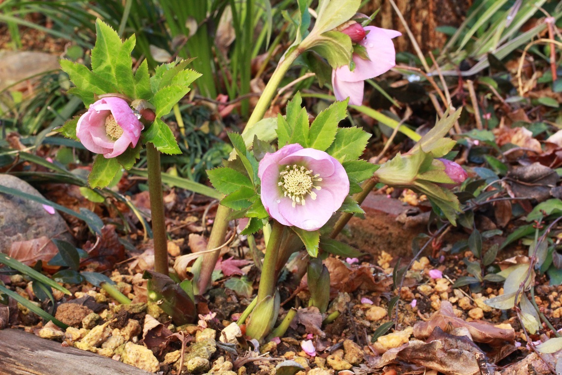 数年の間、仮病かと。。　　　　　　　　　　　　　　　　～薄化粧、さくらピンク、薔薇植え替え、～_a0107574_08142774.jpg