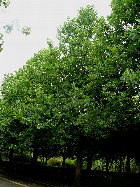 d0019074_944346.jpg