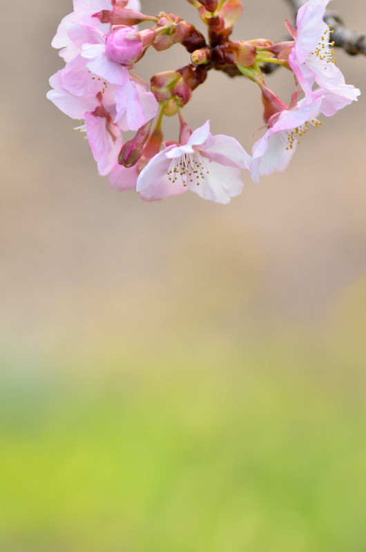 サクラサク / 河津川　2016_c0116284_22285990.jpg