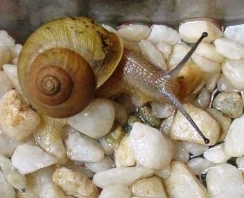 カタツムリを飼っています エッセー集 松 みぎわ カタツムリを飼っています エッセー集 松 みぎわ