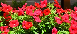 d0019913_17341672.jpg