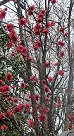 d0019913_1739219.jpg
