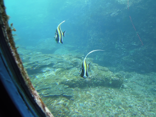 南紀水族館めぐりの旅_e0166016_2039157.jpg