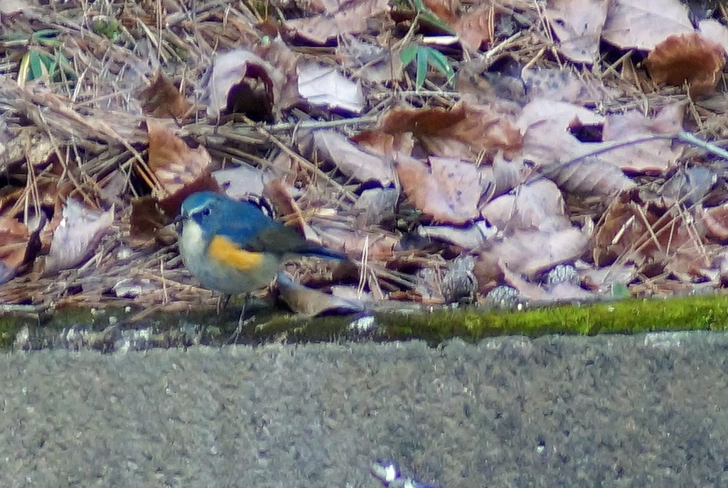 c0042418_8493038.jpg