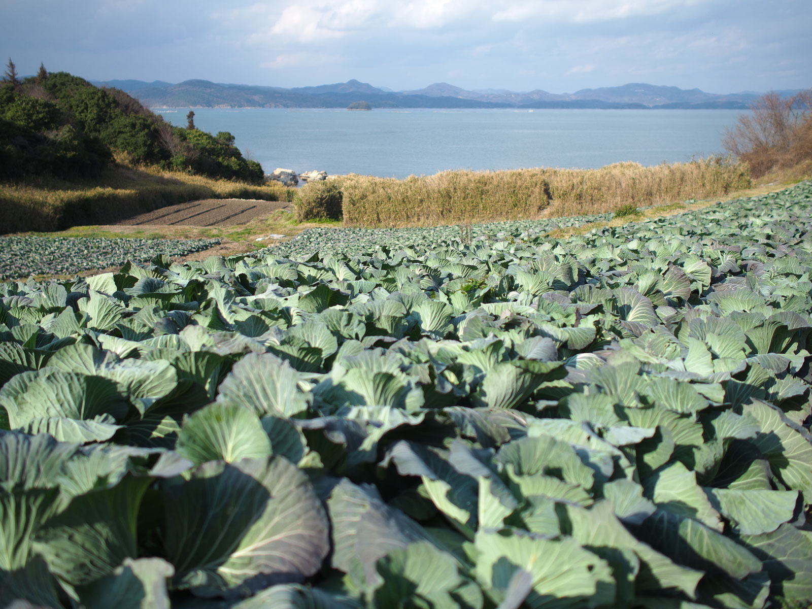 前島　昼食後～日暮れ前_c0021726_18495814.jpg