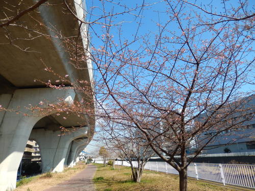 安心してください....咲いています（桜） - 〔家庭菜園日記〕 ”すろーらいふ”　茅ケ崎のはまちゃん. 野菜つくり