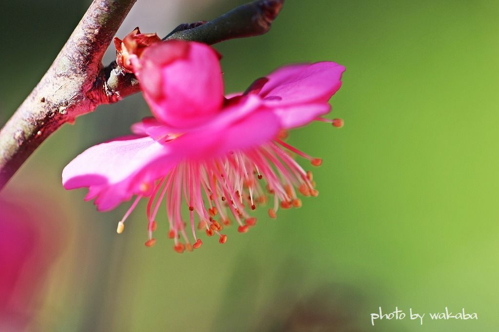 盆栽の梅の花が咲きだしました！！！_e0052135_21461220.jpg