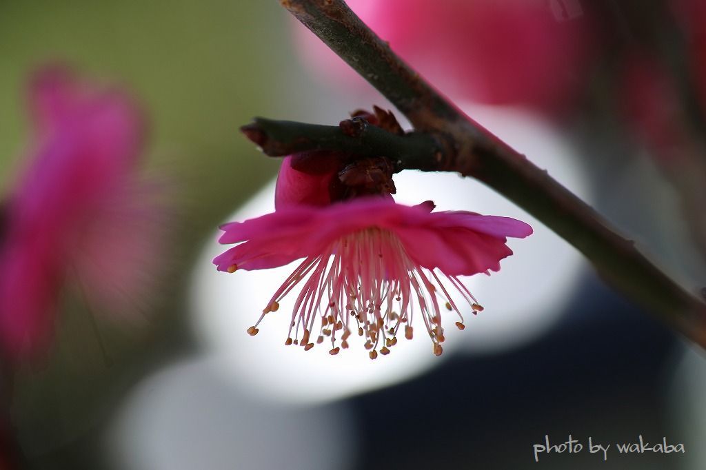 盆栽の梅の花が咲きだしました！！！_e0052135_21461550.jpg