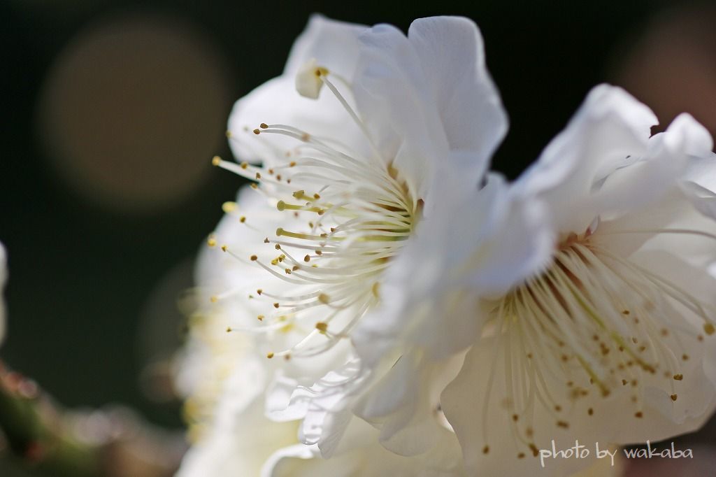 盆栽の梅の花が咲きだしました！！！_e0052135_21461767.jpg