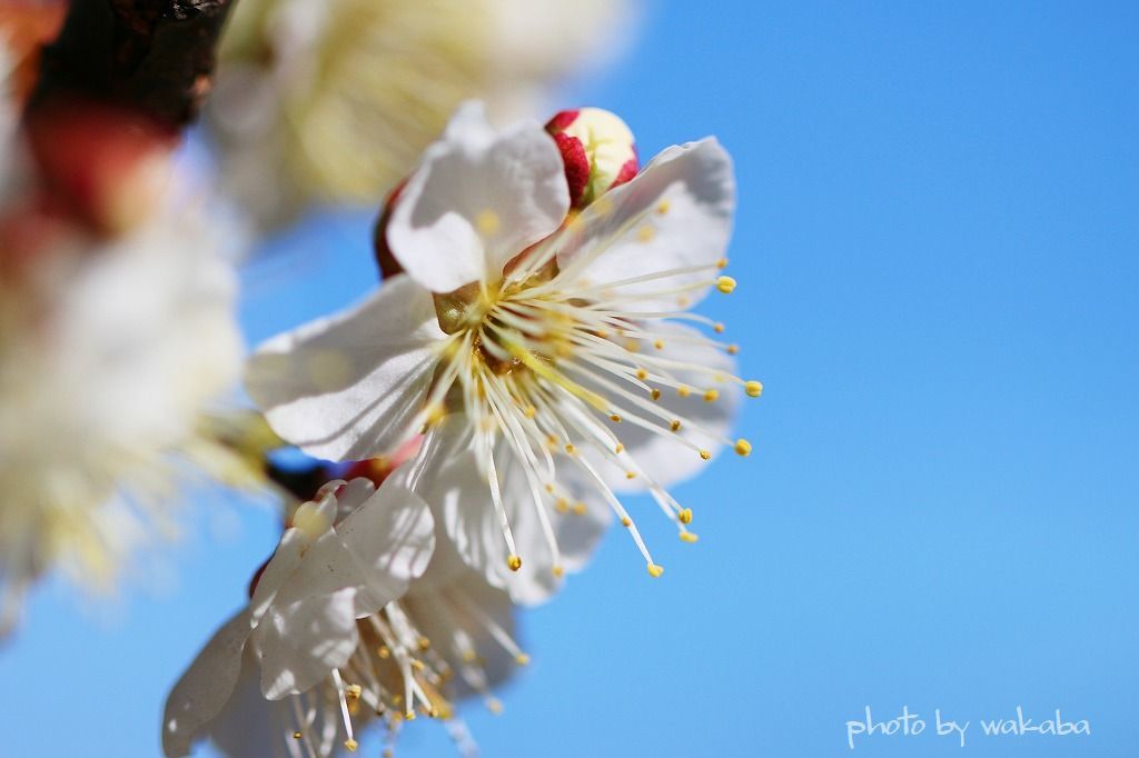 盆栽の梅の花が咲きだしました！！！_e0052135_21464634.jpg