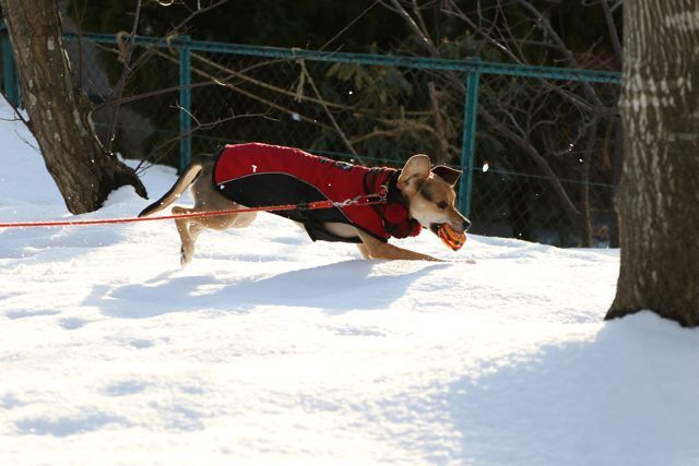 ご近所散歩も雪遊び_b0031538_22353100.jpg