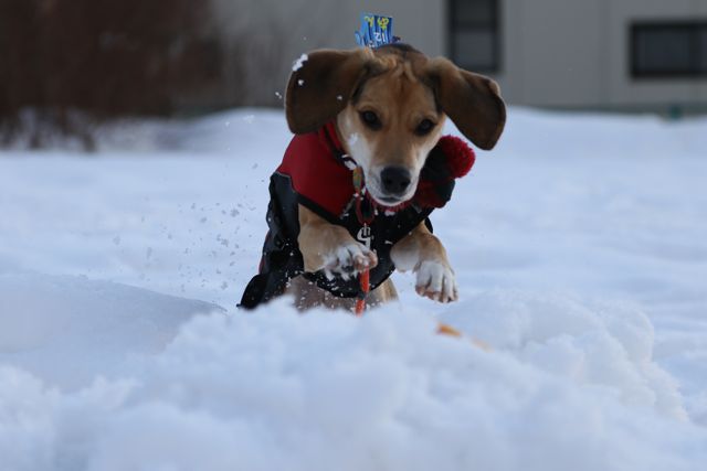 ご近所散歩も雪遊び_b0031538_2237539.jpg