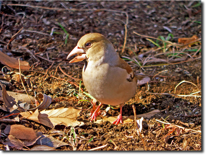 鳥撮り練習：シメ・ムクドリ　　　_d0091147_18142684.jpg