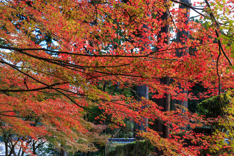 京都の紅葉2015・真如堂の紅（前編）_f0155048_2244344.jpg