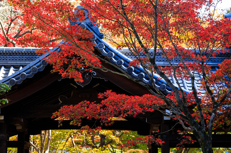 京都の紅葉2015・真如堂の紅（前編）_f0155048_225322.jpg