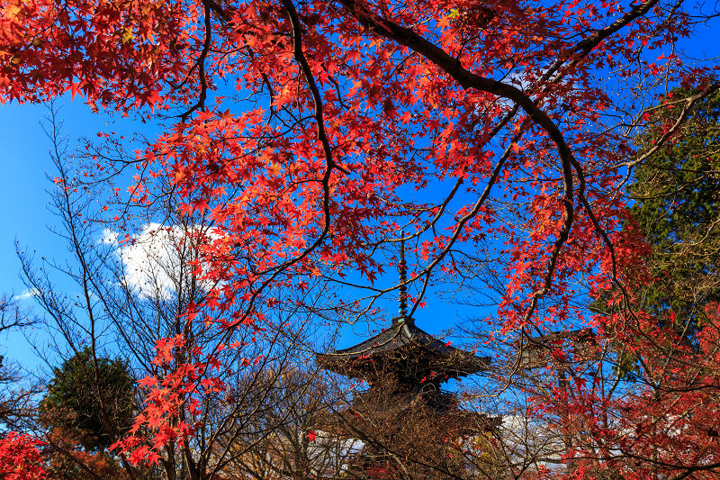 京都の紅葉2015・真如堂の紅（前編）_f0155048_2253362.jpg