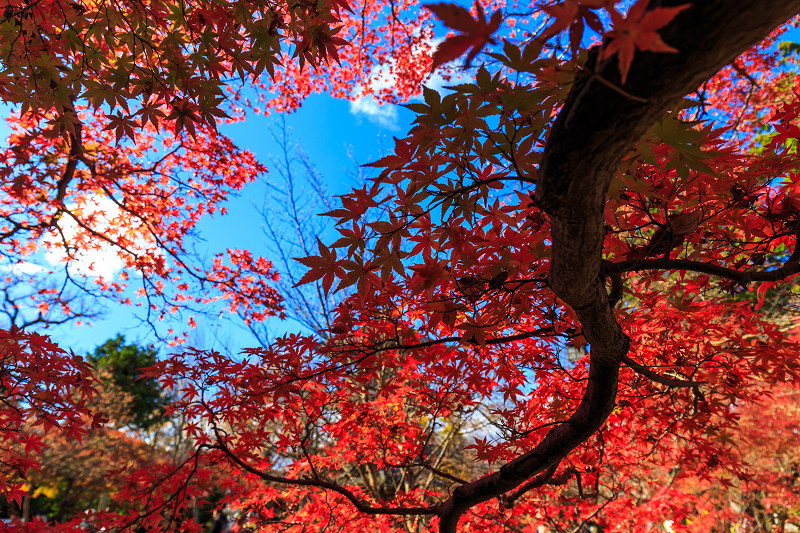 京都の紅葉2015・真如堂の紅（前編）_f0155048_225353.jpg